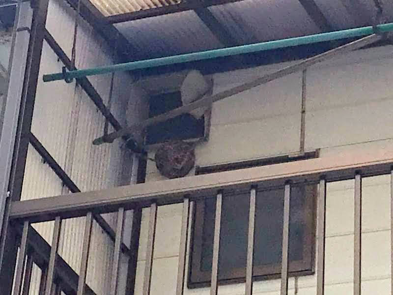 ハチの巣